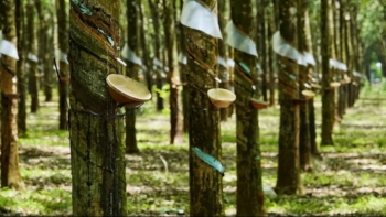 Giá cao su hôm nay 25/8: Giữ đà tăng