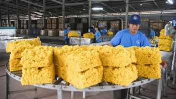 Mỹ tăng cường nhập khẩu cao su Việt Nam