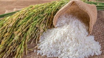 Giá gạo hôm nay 26/8: Ổn định