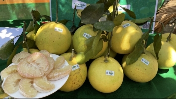 Đứa 350 tấn bưởi Phúc Trạch lên sàn thương mại điện tử