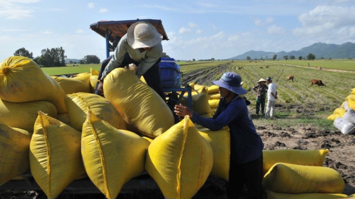Doanh nghiệp lúa gạo có thể được vay vốn không cần tài sản bảo đảm