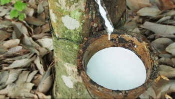 Giá cao su hôm nay 28/8: Lao dốc mạnh