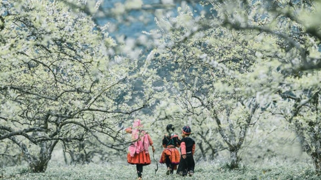 Cao nguyên Mộc Châu - Một trong những cao nguyên đẹp nhất Việt Nam