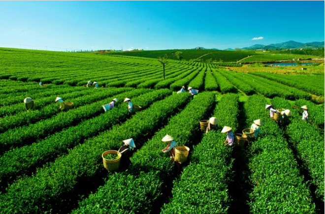 Cao nguyên Mộc Châu một điểm đến hấp dẫn Cao nguyên Mộc Châu một điểm đến hấp dẫn