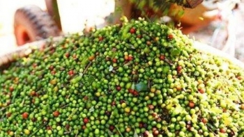 Giá hồ tiêu hôm nay 29/8: Giảm từ 500 - 2.000 đồng/kg trong tuần