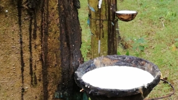 Giá cao su hôm nay 30/8: Sàn châu Á giảm mạnh