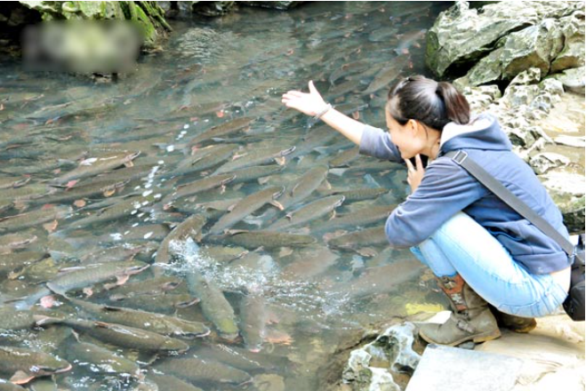 Suối cá thần Cẩm Lương – điểm đến không thể bỏ lỡ của mảnh đất xứ Thanh