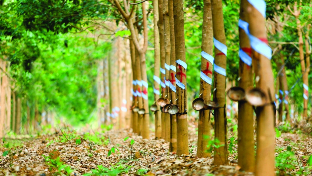 Giá cao su hôm nay 31/8: Sàn Nhật Bản tăng nhẹ