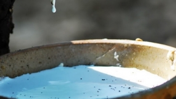 Cập nhật giá cao su hôm nay 23/9: Tiếp tục xu hướng giảm nhẹ