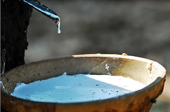 Cập nhật giá cao su hôm nay 23/9: Tiếp tục xu hướng giảm nhẹ