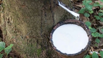 Cập nhật giá cao su chiều nay 23/9: Trái chiều giữa các sàn