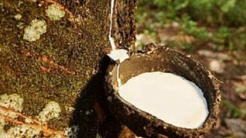 Cập nhật giá cao su hôm nay 24/9: Giảm mạnh trên sàn Osaka