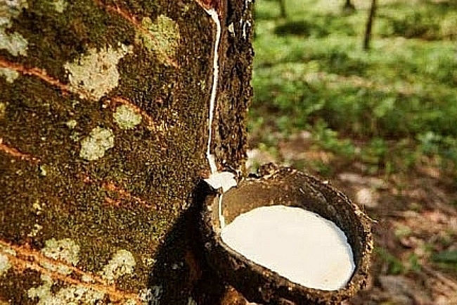 Cập nhật giá cao su hôm nay 24/9: Giảm mạnh trên sàn Osaka