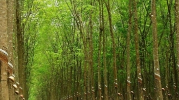 Cập nhật giá cao su hôm nay 25/9: Tăng đồng loạt