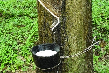 Cập nhật giá cao su chiều nay 25/9: Tăng đồng loạt trên các sàn Châu Á