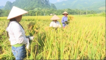 Cập nhật giá gạo hôm nay 26/9: Ổn định