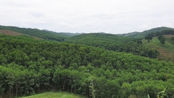 Lạng Sơn: Tăng cường quản lý, khai thác rừng trồng trên diện tích đất tranh chấp