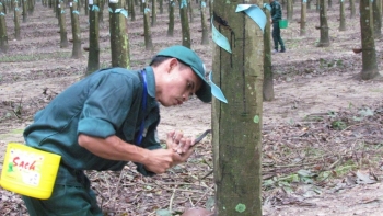 Cập nhật giá cao su chiều nay 29/9: Các sàn trái chiều