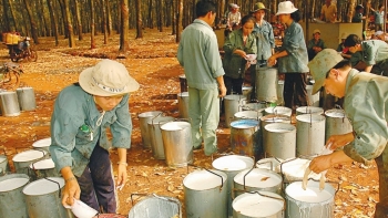 Cập nhật giá cao su hôm nay 30/9: Sàn Osaka tiếp tục tăng