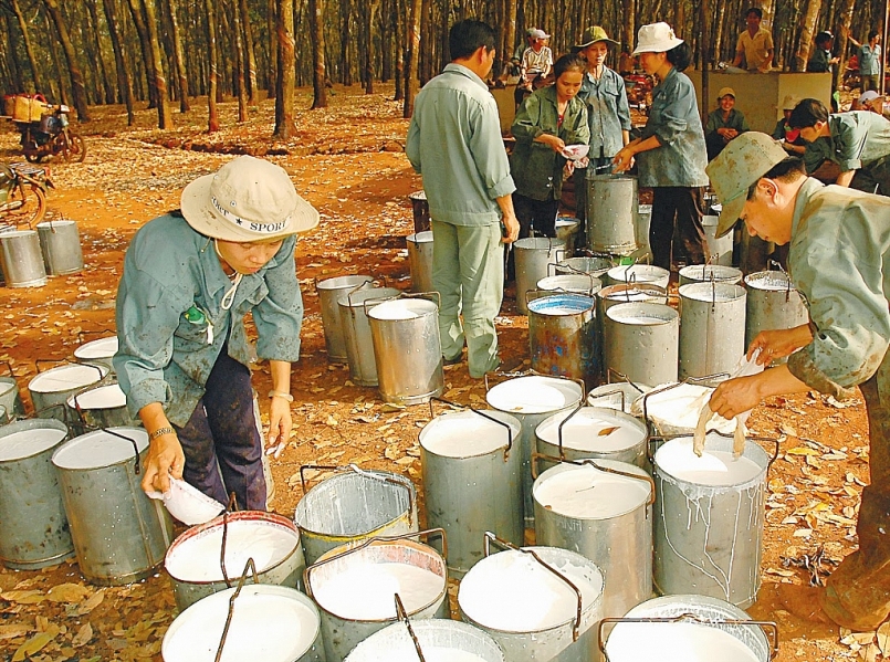 Cập nhật giá cao su hôm nay 30/9: