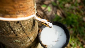 Giá cao su hôm nay 1/9: Sàn châu Á neo ở mức thấp