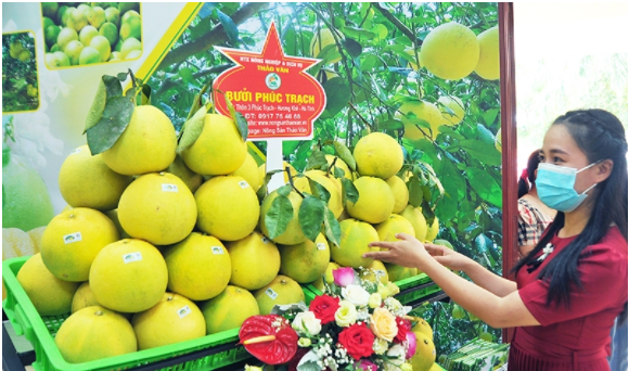 Lần đầu tiên Bưởi Phúc Trạch lên sàn thương mại điện tử