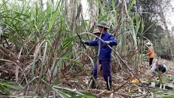 VSSA yêu cầu điều tra chống lẩn tránh thuế nhập khẩu đường từ 5 nước ASEAN