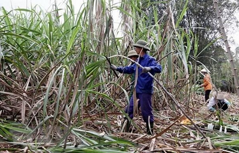 Người dân trồng mía trong nước và doanh nghiệp sẽ tiếp tục gặp khó nếu để tình trạng đường của Thái Lan “đi vòng” qua các nước để vào Việt Nam