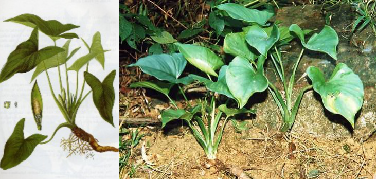 Những tác dụng tuyệt vời từ cây Thiên niên kiện đối với người cao tuổi