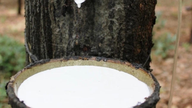 Giá cao su hôm nay 2/9: Tiếp tục giảm