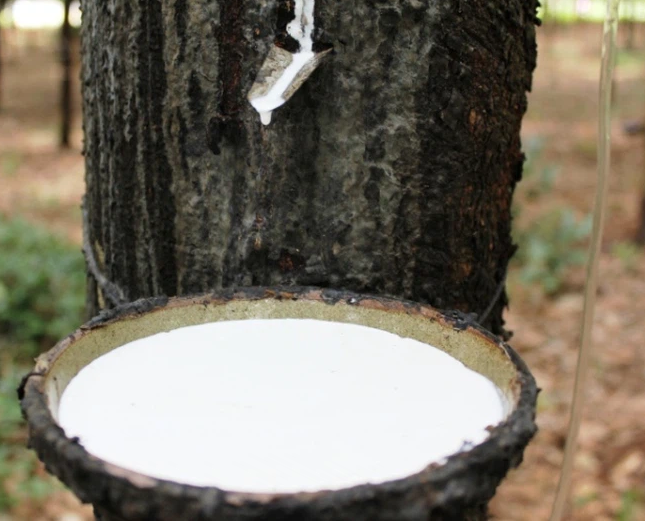 Giá cao su hôm nay 2/9: Tiếp tục giảm