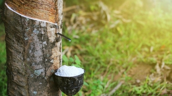 Giá cao su hôm nay 3/9: Thị trường Nhật Bản tăng nhẹ