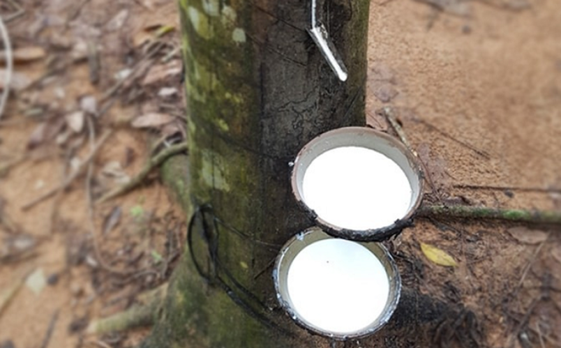 Giá cao su hôm nay 4/9: Sàn Nhật Bản tiếp đà tăng