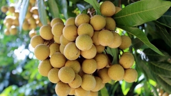 Global GAP sẽ giúp doanh nghiệp Việt đưa nông sản vươn ra biển lớn