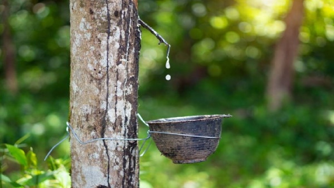 Giá cao su hôm nay 6/9: Dịch Covid-19 tác động mạnh đến xuất khẩu