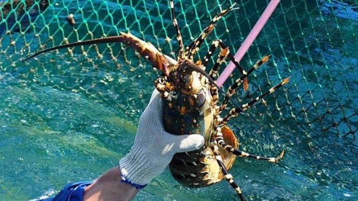 Phú Yên: Sản lượng tôm hùm tăng cao, giá bán ổn định