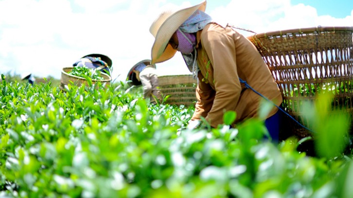 Xuất khẩu chè 8/2021 giảm mạnh do dịch COVID-19