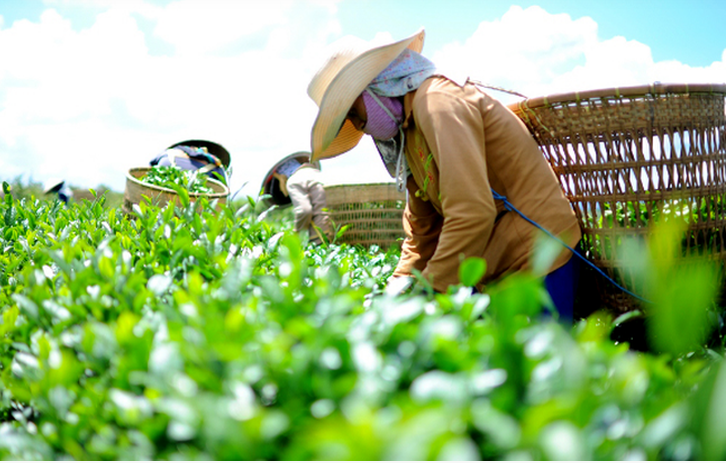 Xuất khẩu chè 8/2021 giảm mạnh do dịch COVID-19