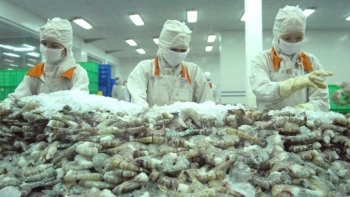 EVFTA thúc đẩy xuất khẩu tôm sang thị trường EU tăng mạnh