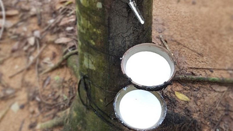 Giá cao su hôm nay 10/9: Sàn Nhật Bản chạm đáy 11 tháng