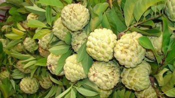 Kịp thời hỗ trợ kết nối đầu ra cho sản phẩm nông sản đến vụ thu hoạch