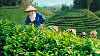 Thái Nguyên xác định cây chè là sản phẩm nông nghiệp chủ lực