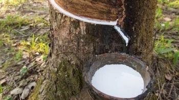 Giá cao su hôm nay 11/9: Sàn Nhật Bản vẫn phủ sắc đỏ