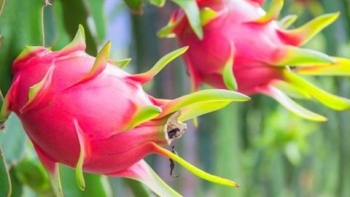 Trung Quốc nhập khẩu trở lại thanh long và chuối của Việt Nam