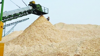 Việt Nam xuất khẩu trên 8,5 triệu tấn dăm gỗ