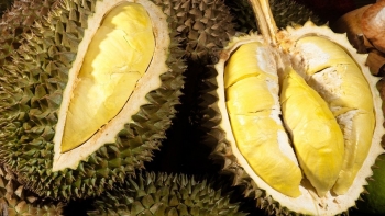 Hơn 80.000 tấn sầu riêng và bơ của tỉnh Đắk Lắk ‘bí’ đầu ra