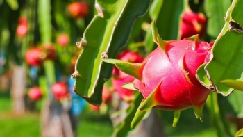 Không ban hành thêm các văn bản quy định gây cản trở lưu thông hàng hóa