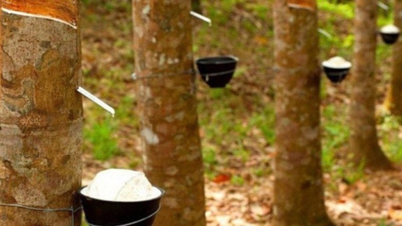 Giá cao su hôm nay 14/9: Thị trường Nhật bản tiếp tục lao dốc