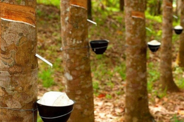 Giá cao su hôm nay 14/9: Thị trường Nhật bản tiếp tục lao dốc