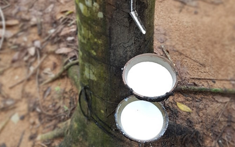 Giá cao su hôm nay 15/9: Sàn Nhật Bản phục hồi